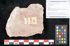 Foto (Objekt + Etikett) von Cyclopteris sp.  (NHMW-GEO-2024-0188-10729)